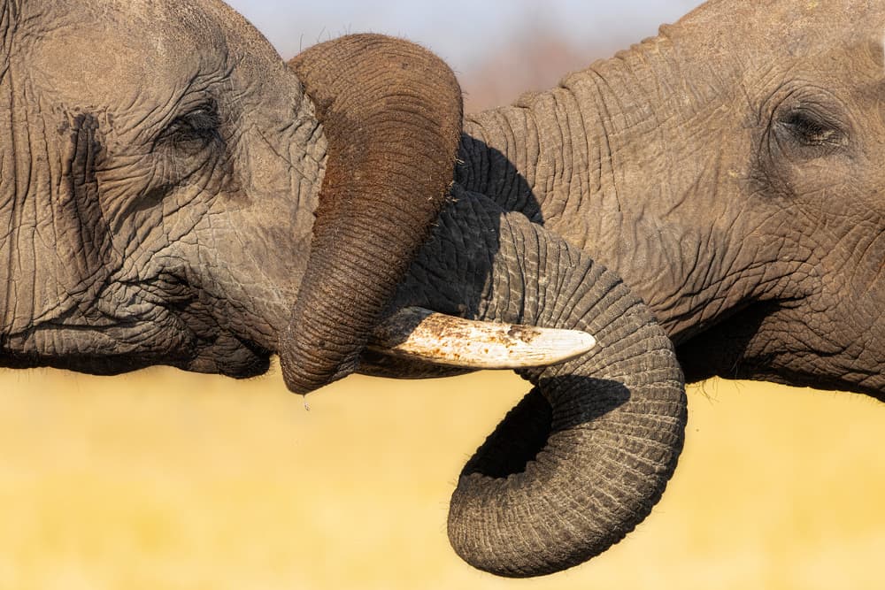 Elephant Trunks Embrace by Alessandro Catta — canvas wall art