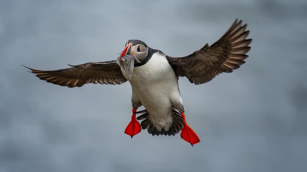 Puffin in Flight by Hanping Xiao — canvas wall art