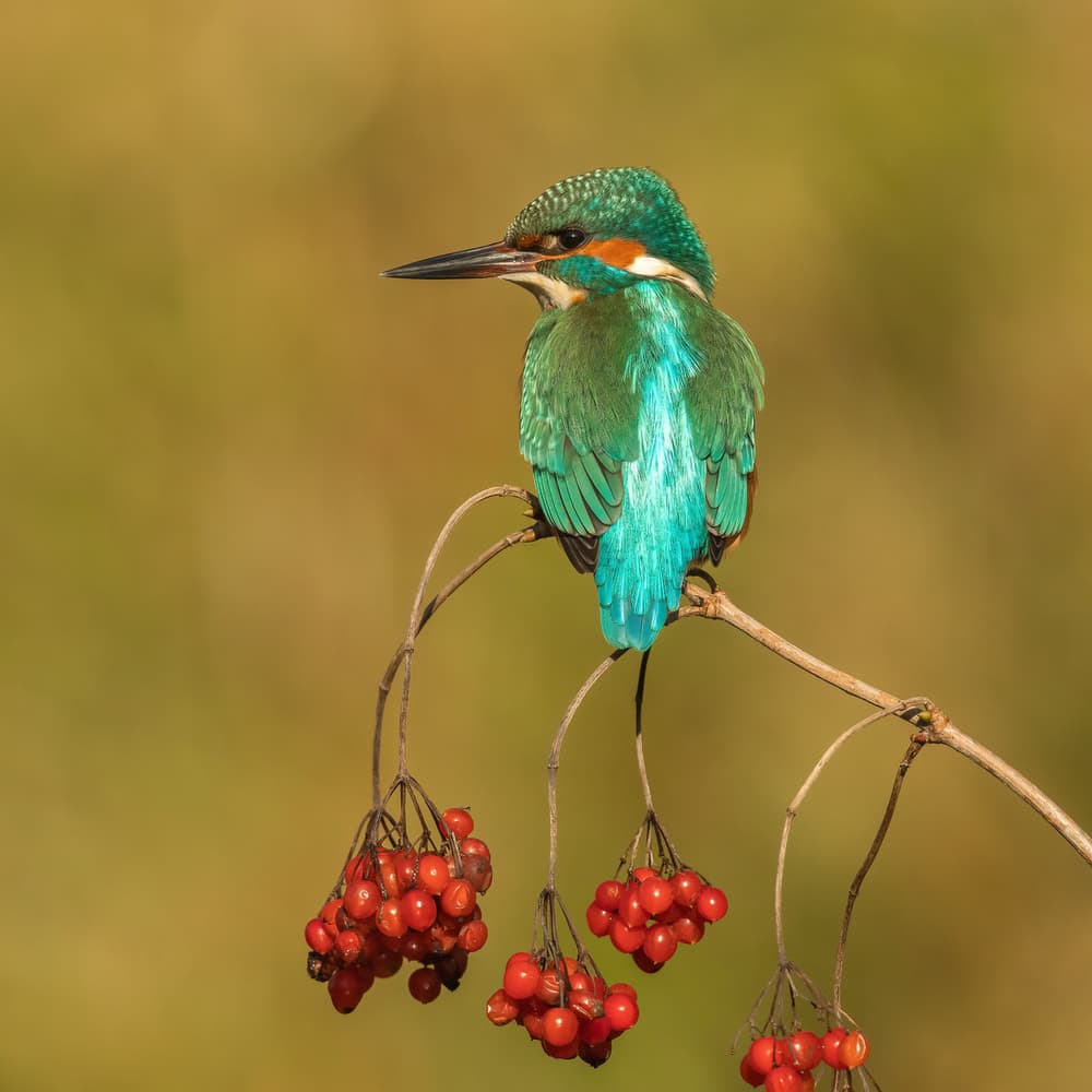 Kingfisher and Autumn Berries by Annie Keizer — canvas wall art