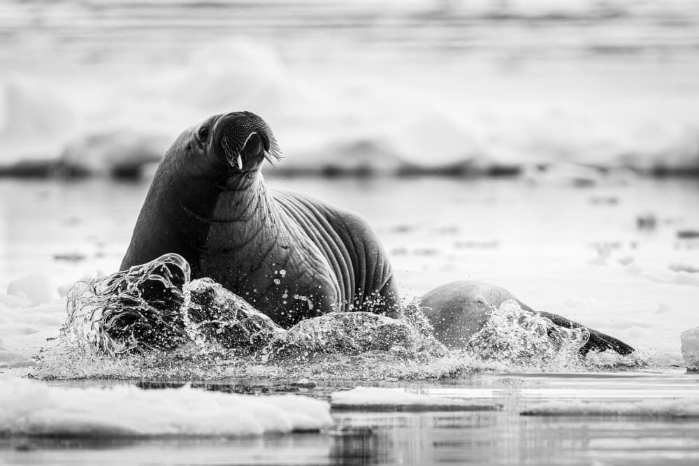 Arctic Walrus Splash by Wyn Lewis-Bevan — canvas wall art