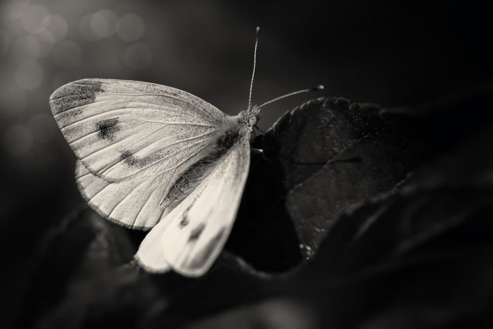 Monochrome Butterfly Detail by Michael — canvas wall art