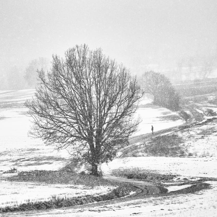 Winter Path Solitude by Carlo Ferrara — canvas wall art