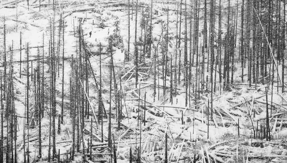 Fallen Winter Forest by Peter Svoboda MQEP — canvas wall art