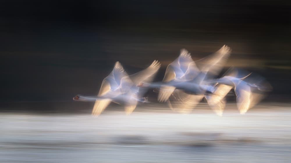 Golden Swans in Motion by Joan Zhang — canvas wall art