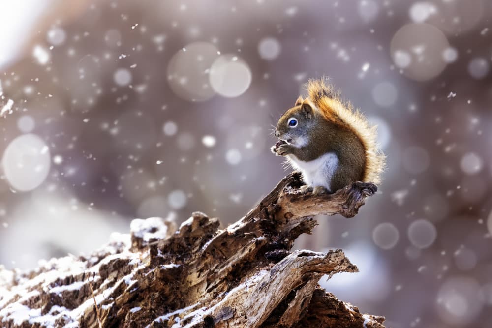 Red Squirrel In Snow by Mircea Costina — canvas wall art