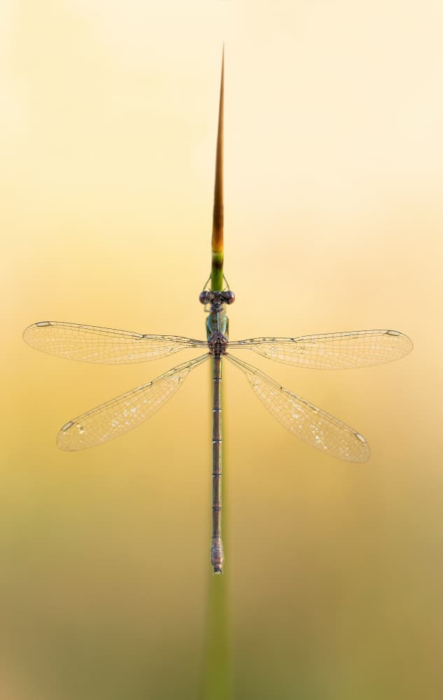 Delicate Green Damselfly by Daan de Vos — canvas wall art