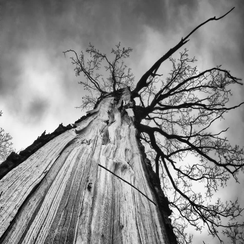Dramatic Old Tree by Tomas Frolec — canvas wall art