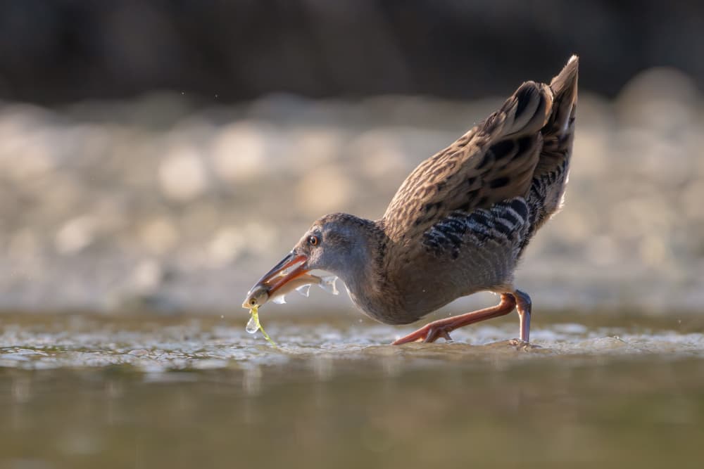 Water Bird Feeding by Paolo Bolla — canvas wall art