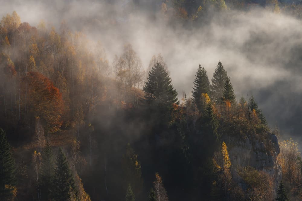 Misty Autumn Forest by Alexandru Ionut Coman — canvas wall art