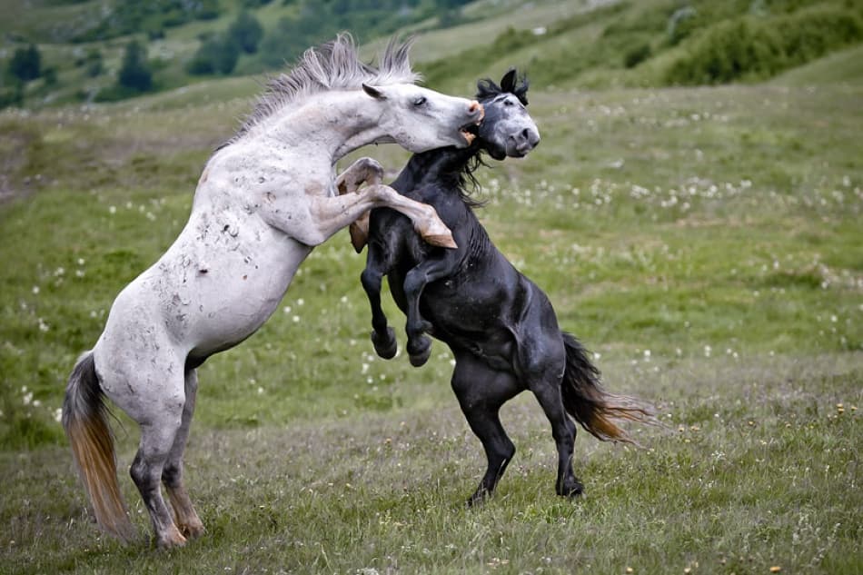 Rearing Wild Horses by Vedran Vidak — canvas wall art