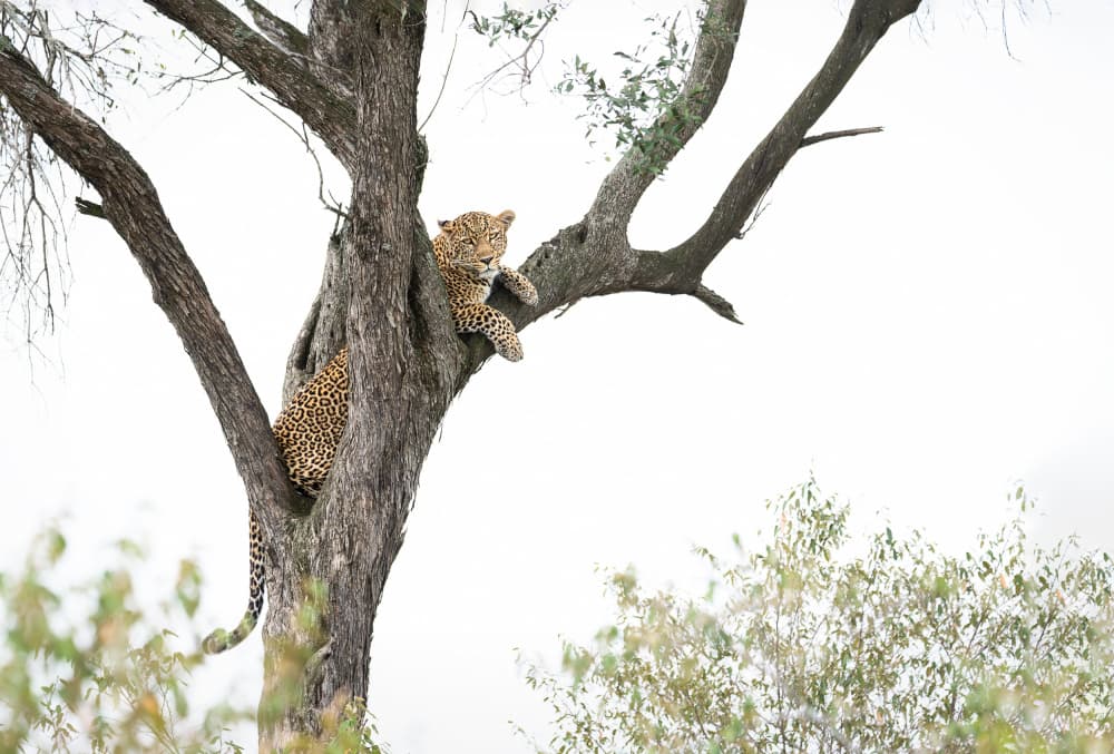 Watchful Tree Leopard by Anita Singh — canvas wall art