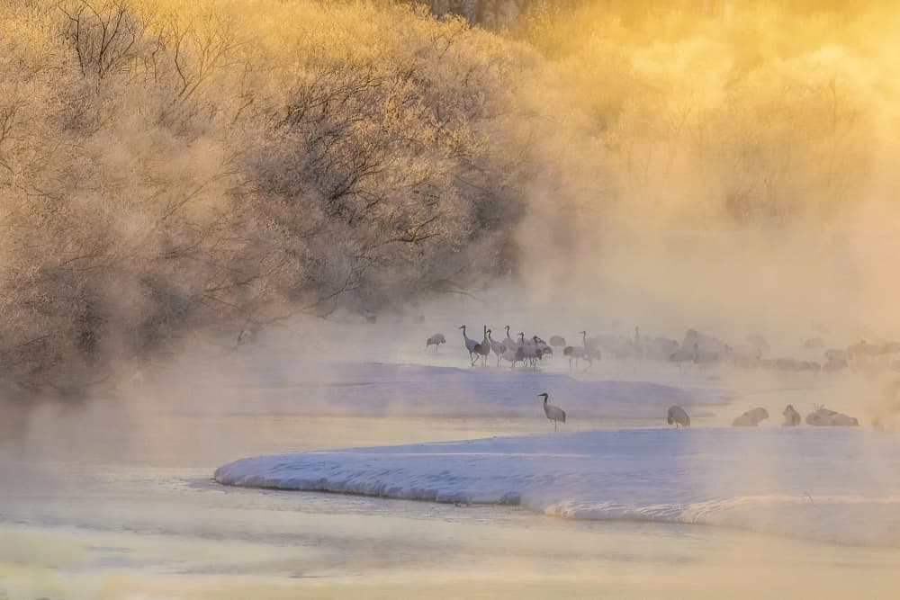 Cranes In Golden Mist by Raymond Ren Rong Liu — canvas wall art