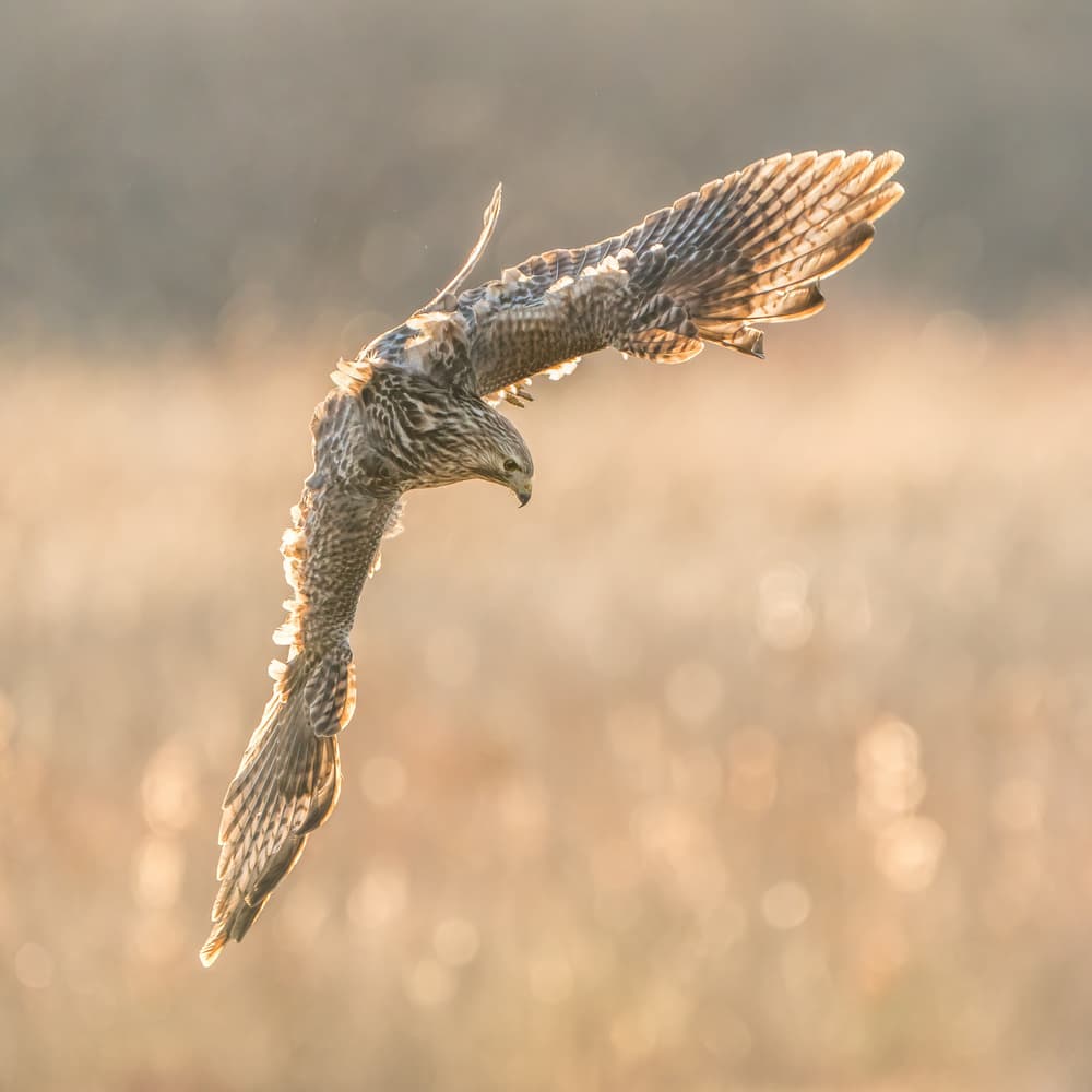 Golden Hour Raptor Flight by Alex Li — canvas wall art