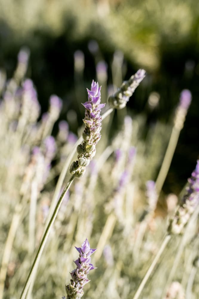 Purple Lavender Bloom by Henrike Schenk — canvas wall art