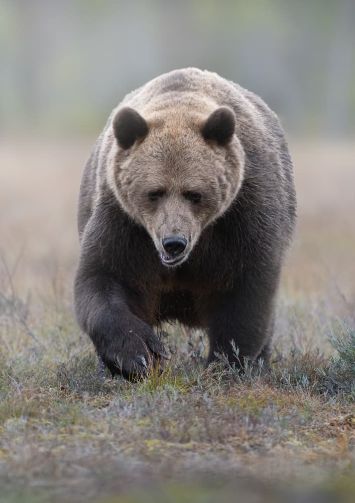 Grizzly Bear Walking by Marco Barisone — canvas wall art