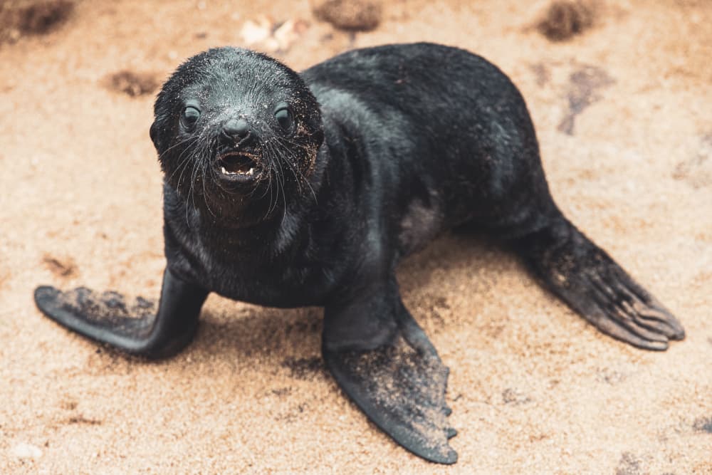 Curious Baby Seal by Marco Tagliarino — canvas wall art