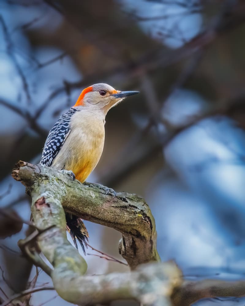 Red-bellied Woodpecker Perched by Xiao Cai — canvas wall art