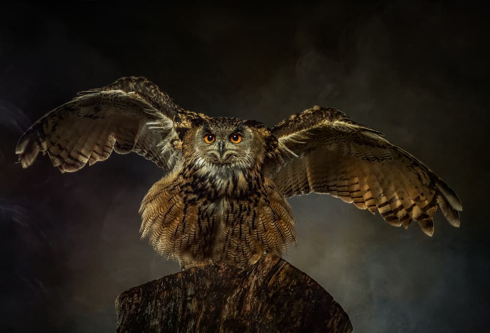 Majestic Owl Spread by Natascha Worseling — canvas wall art
