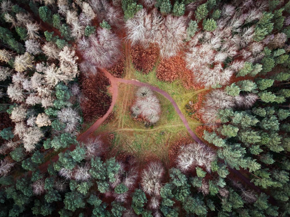 Aerial Forest Paths by John Deakin — canvas wall art
