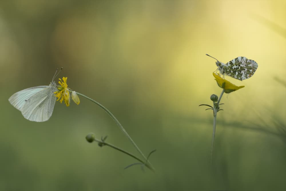 Gentle Butterflies in Nature by Daan de Vos — canvas wall art