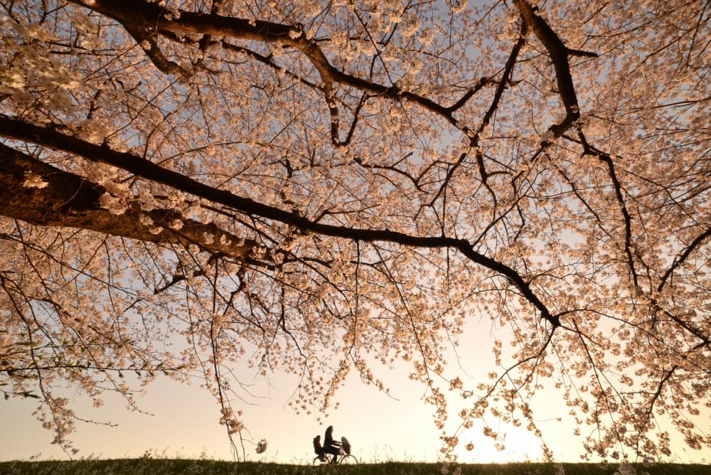 Cherry Blossoms Sunset Ride by Takanobu　Kano — canvas wall art
