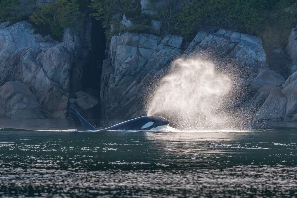 Orca's Breath by Jeffrey C. Sink — canvas wall art