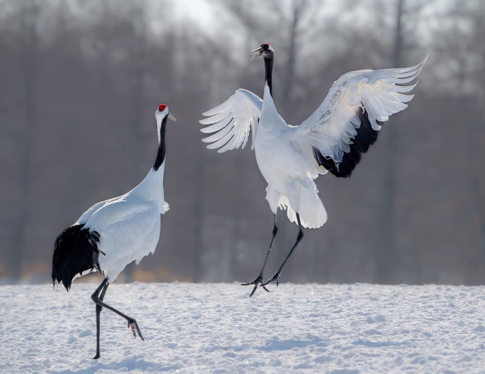 Winter Crane Dance by Jie Fischer — canvas wall art