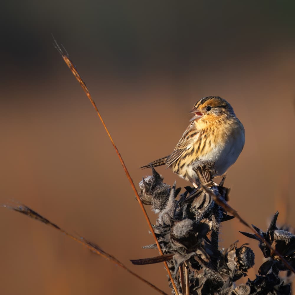 Golden Hour Sparrow by Yi Pan — canvas wall art