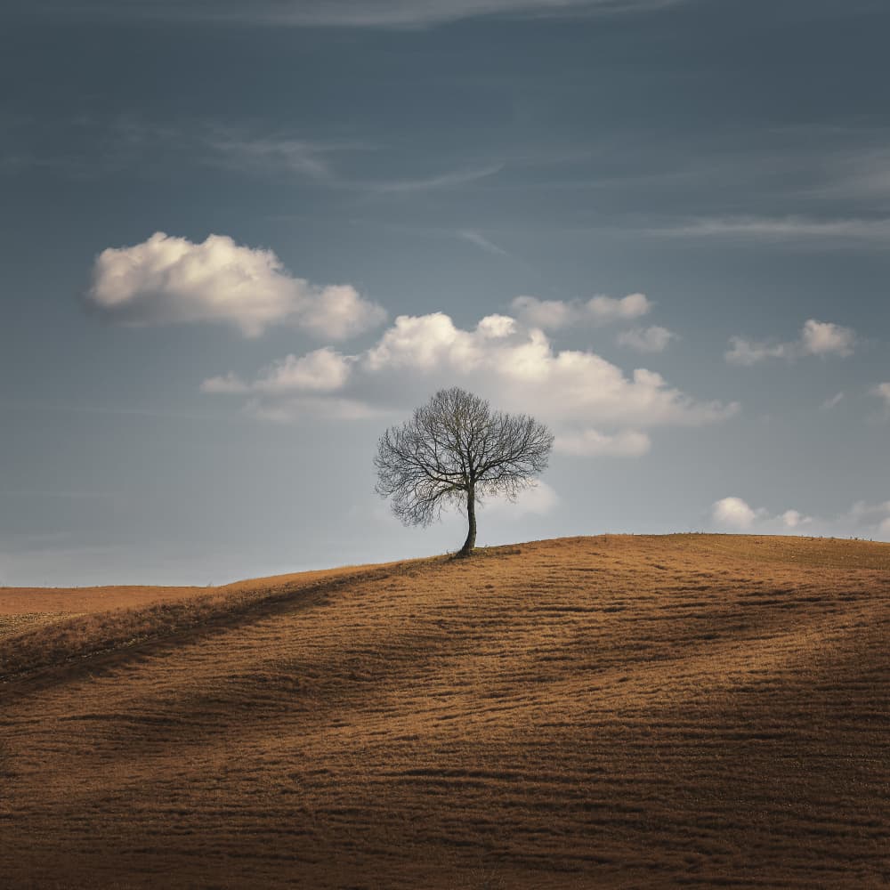 Lone Winter Tree by Thomas de Franzoni — canvas wall art