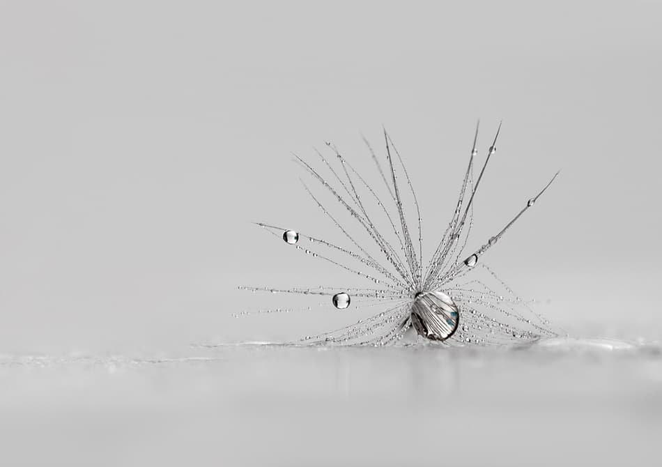 Dandelion Seed Water Drops by Heidi Westum — canvas wall art