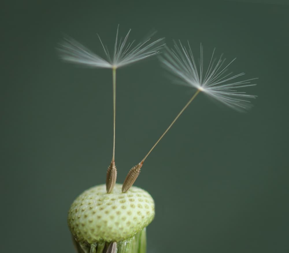 Delicate Dandelion Seeds by Bess Hamiti — canvas wall art