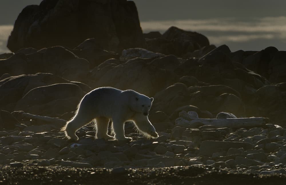 Glowing Arctic Bear by Marc Pelissier — canvas wall art