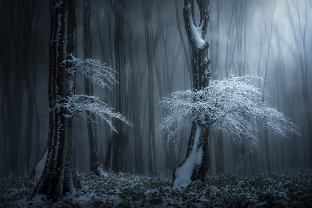 Frosted Winter Forest by 850051077 — canvas wall art