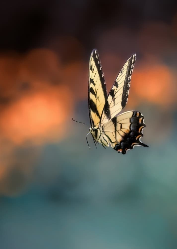 Elegant Butterfly Flight by Yanyu Shen — canvas wall art