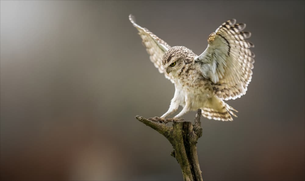 Majestic Owl Flight by Chris Coenders — canvas wall art