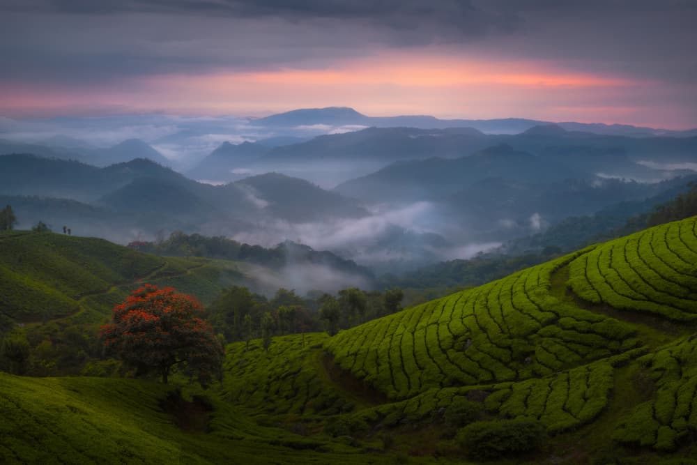 Misty Green Tea Landscape by SANDEEP MATHUR — canvas wall art