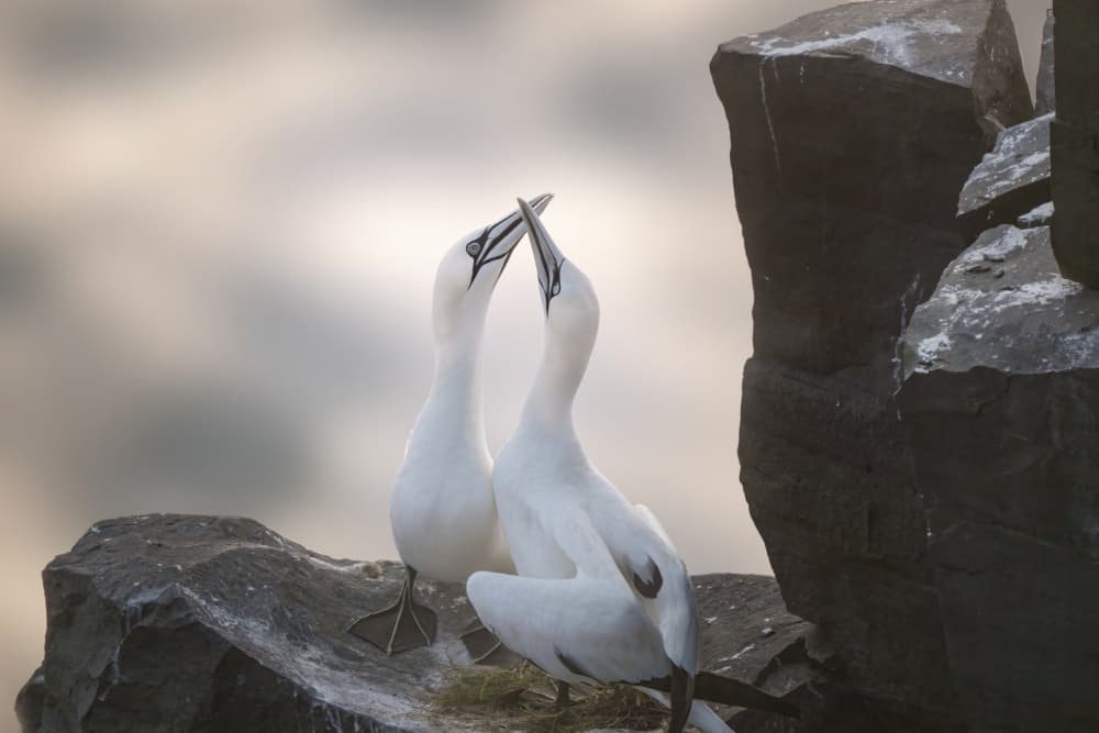 White Birds In Love by Qing Zhao — canvas wall art