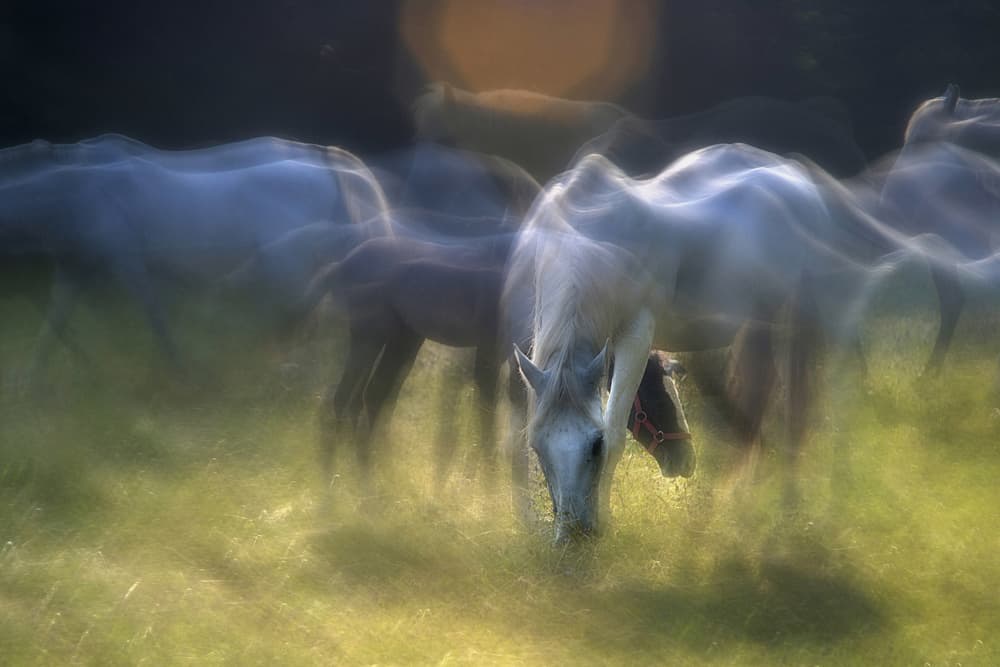 Dreamy Grazing Horses by Milan Malovrh — canvas wall art