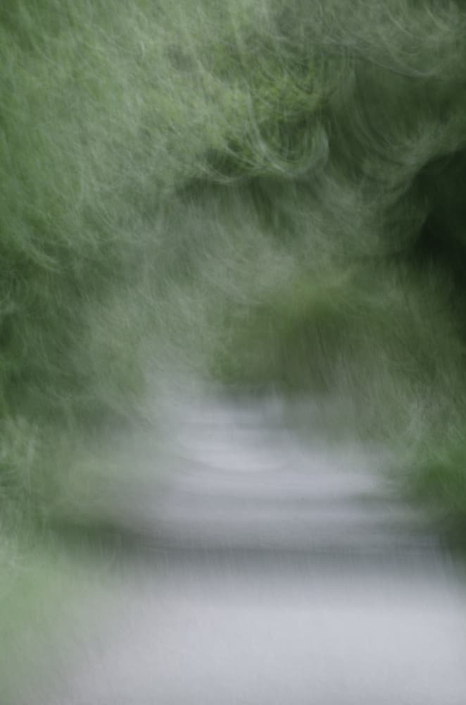 Dreamy Green Path by Lynann Colligan — canvas wall art