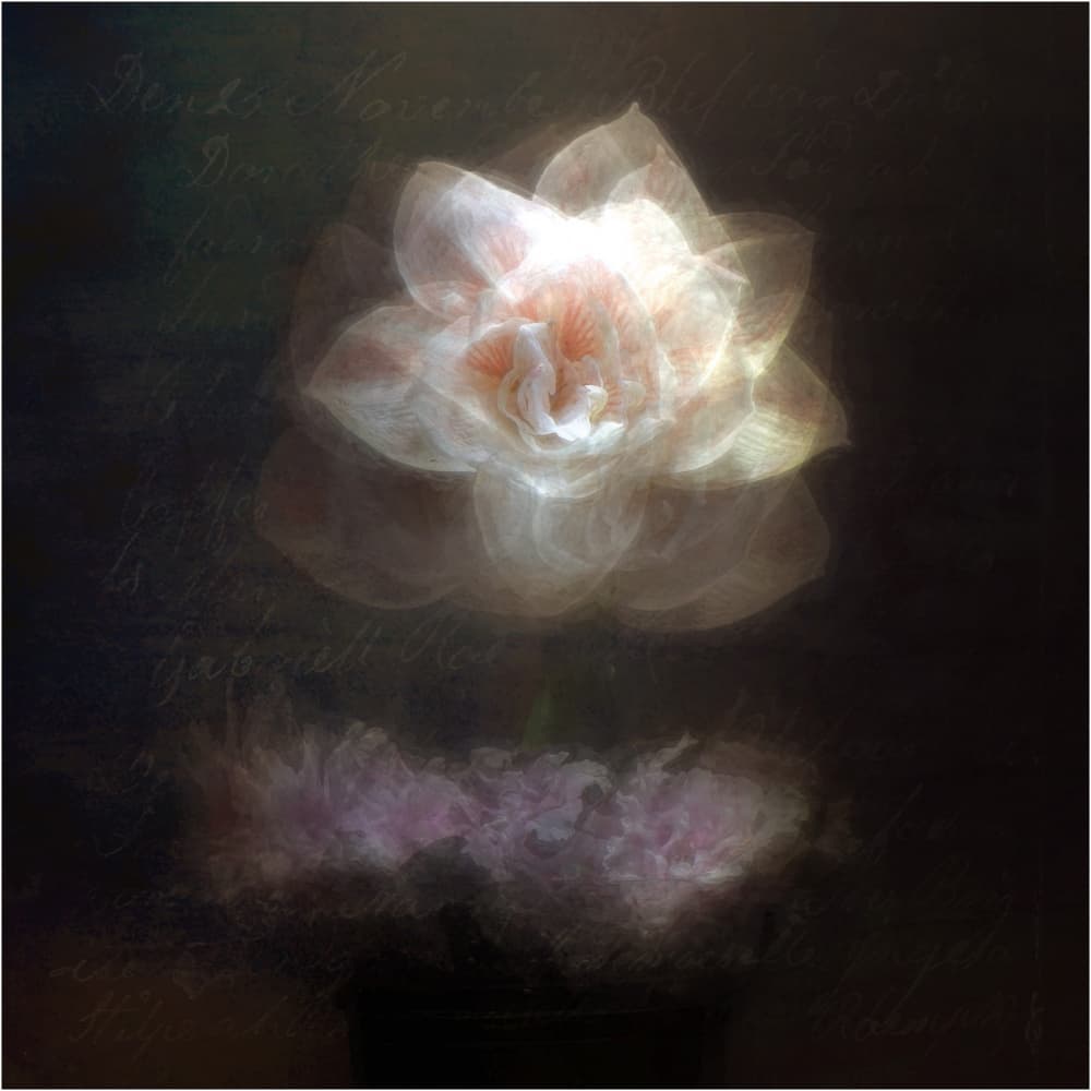 Ethereal White Flower by Katarina Holmström — canvas wall art
