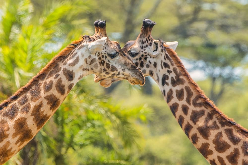 Affectionate Giraffes by Mohammed Alnaser — canvas wall art