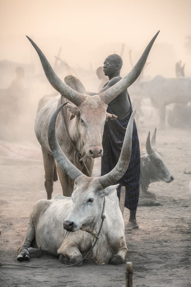 Dinka Man Longhorn Cattle by Trevor Cole — canvas wall art