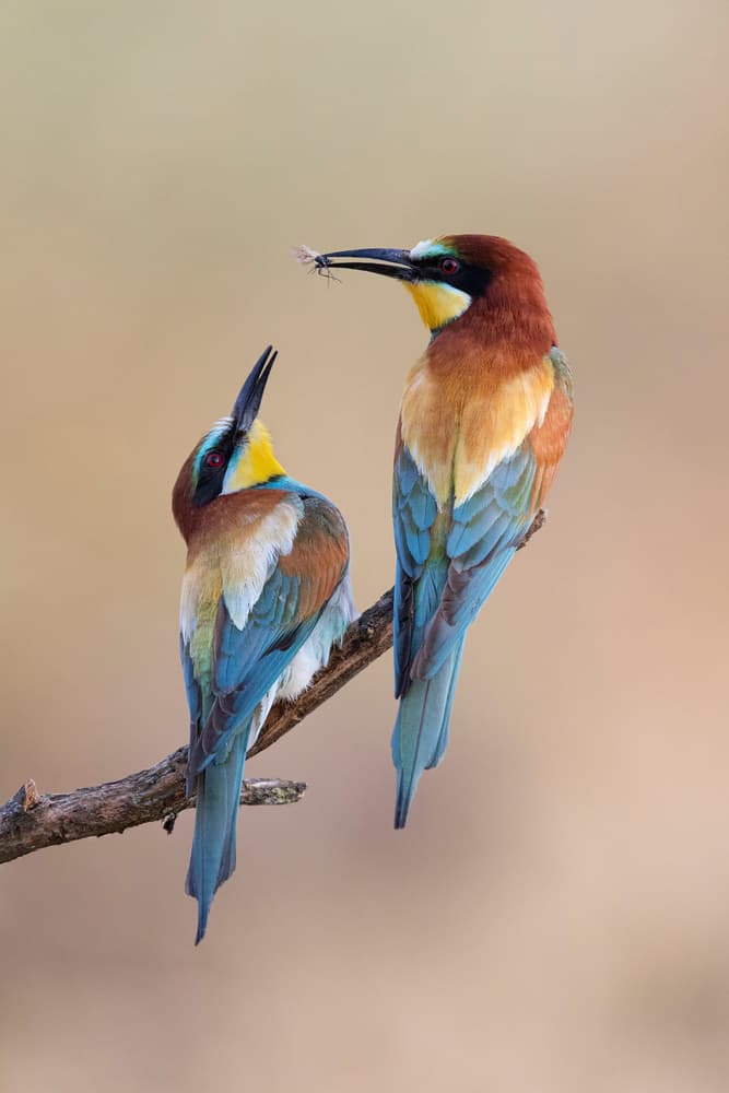 Colorful Bee-eater Pair by Paolo Bolla — canvas wall art