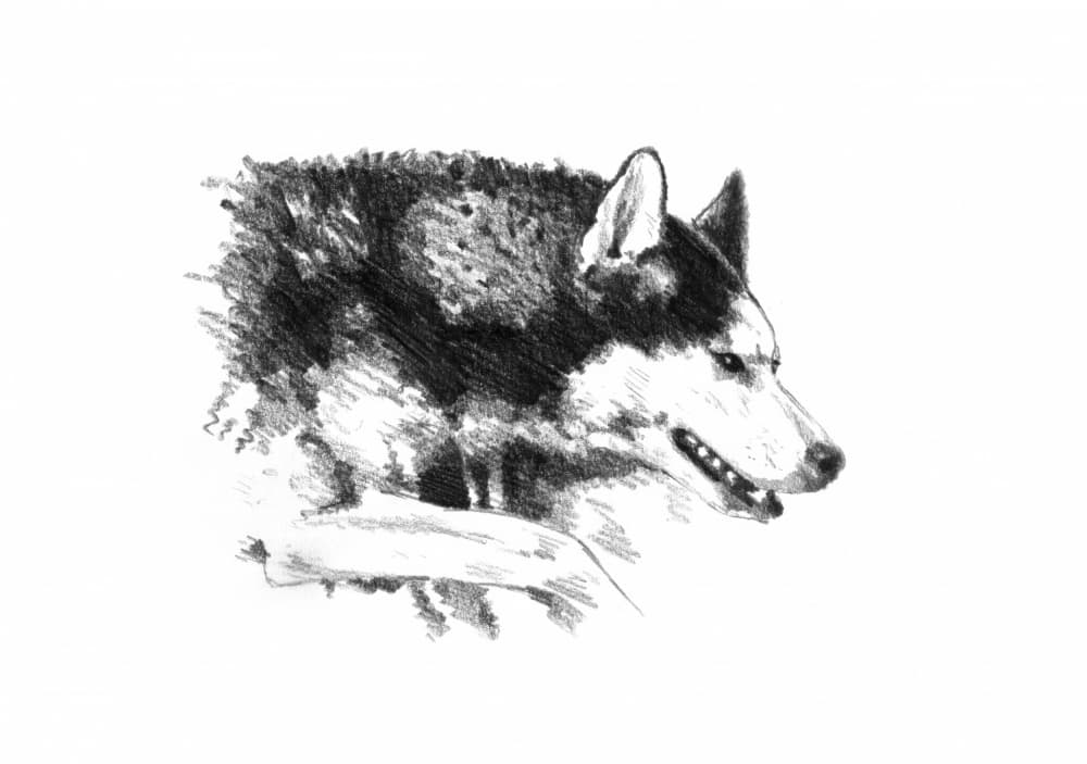 Intense Husky Portrait by Kulik — canvas wall art