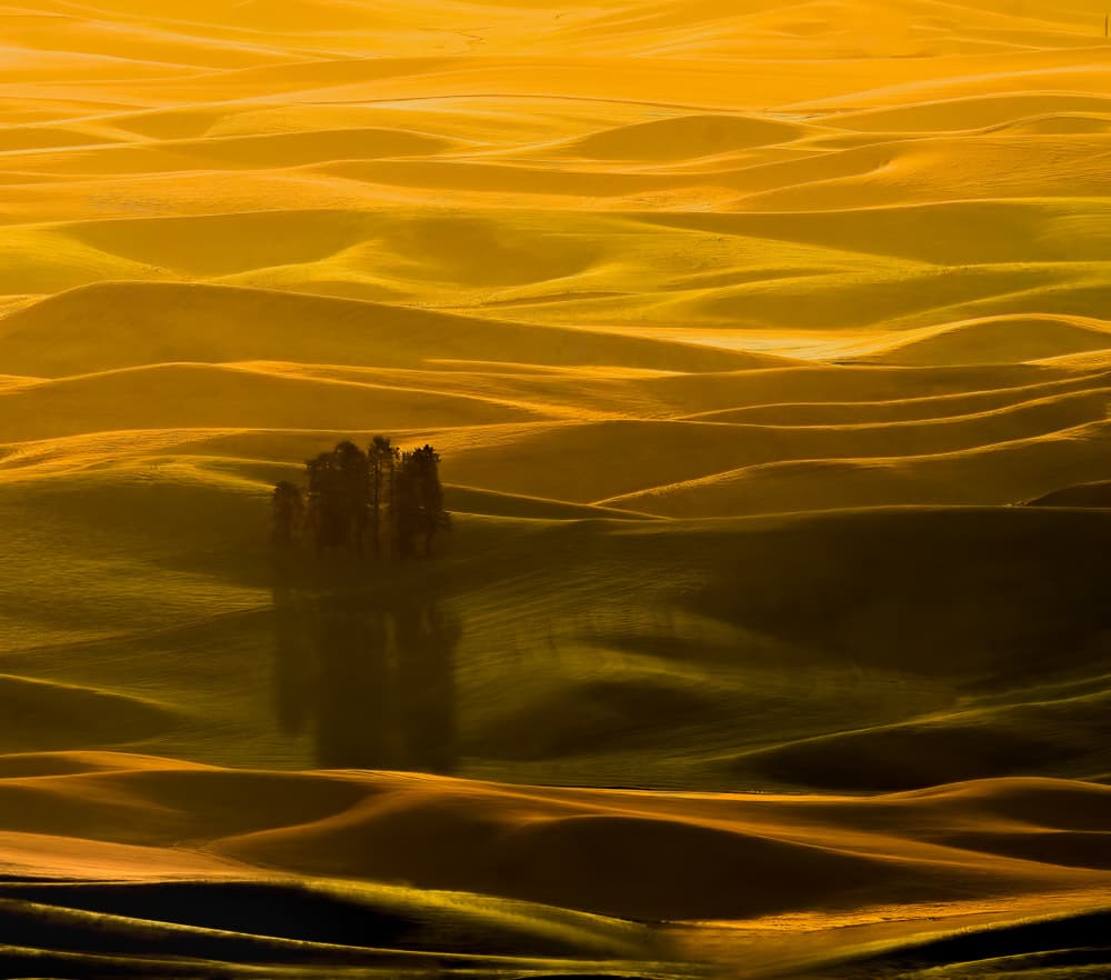 Golden Rolling Hills by NanZ — canvas wall art
