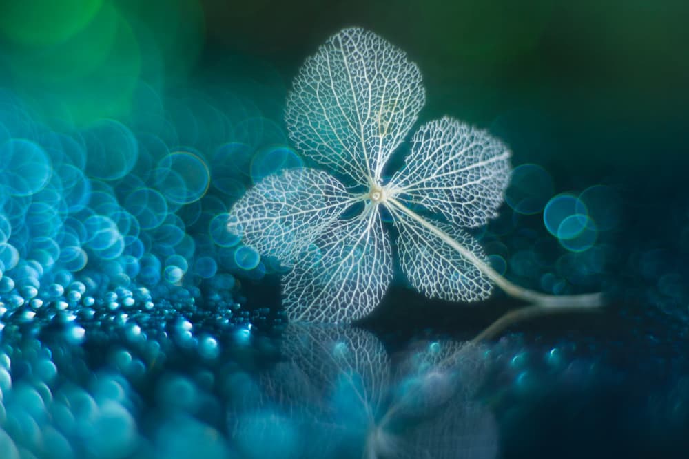 Delicate Skeleton Leaf Bokeh by Shihya Kowatari — canvas wall art