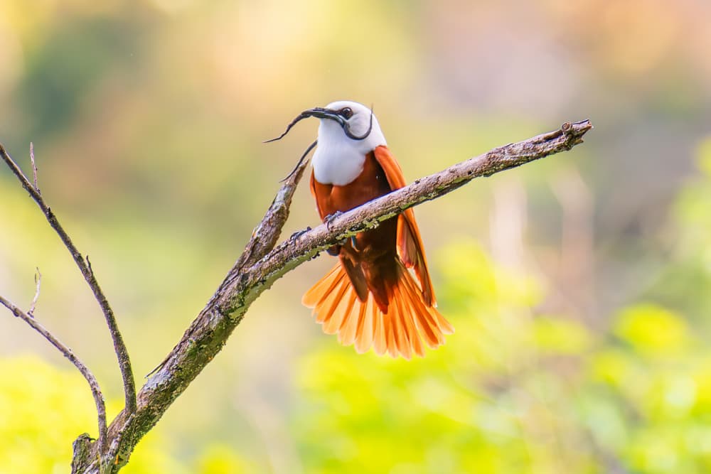 Vibrant Tropical Bird by YY DB — canvas wall art