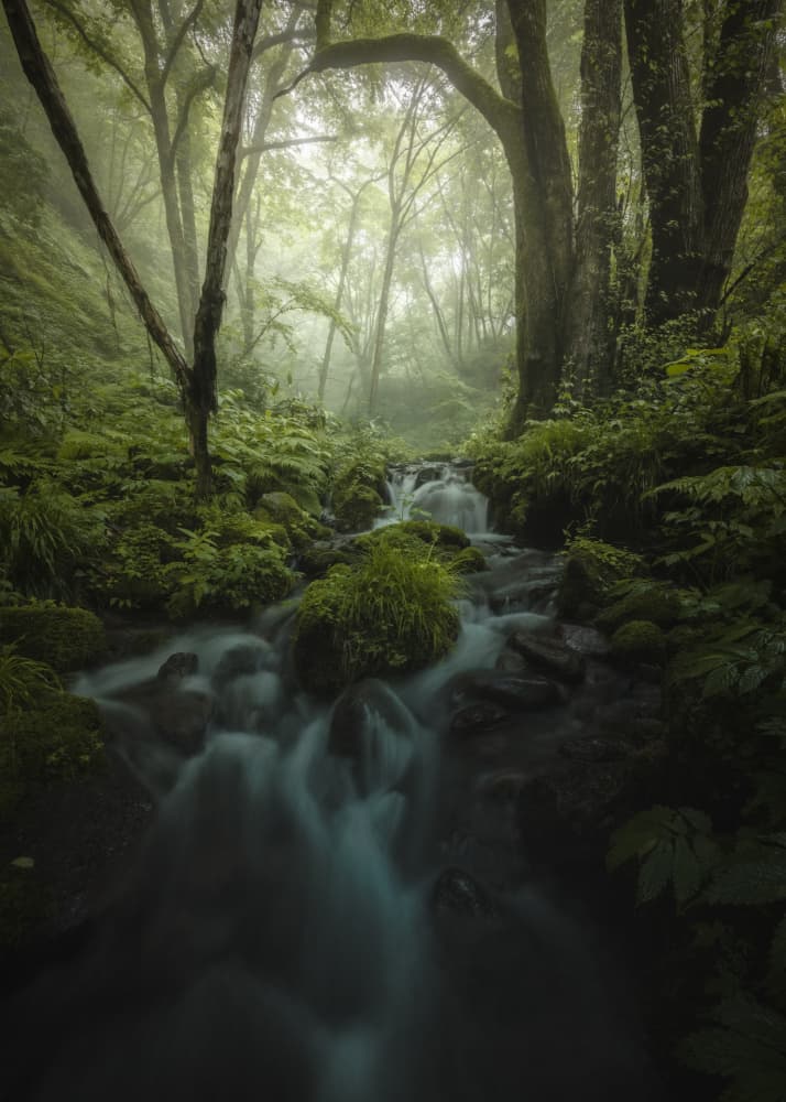 Misty Forest Stream by Daiki Kuroda — canvas wall art