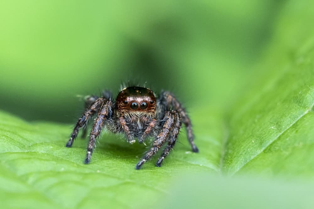 Watchful Jumping Spider by BALASUBRAMANIAN GV — canvas wall art