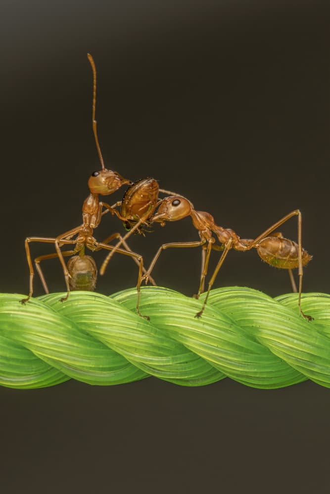 Red Ants Interacting by Kumar Kranti Prasad — canvas wall art